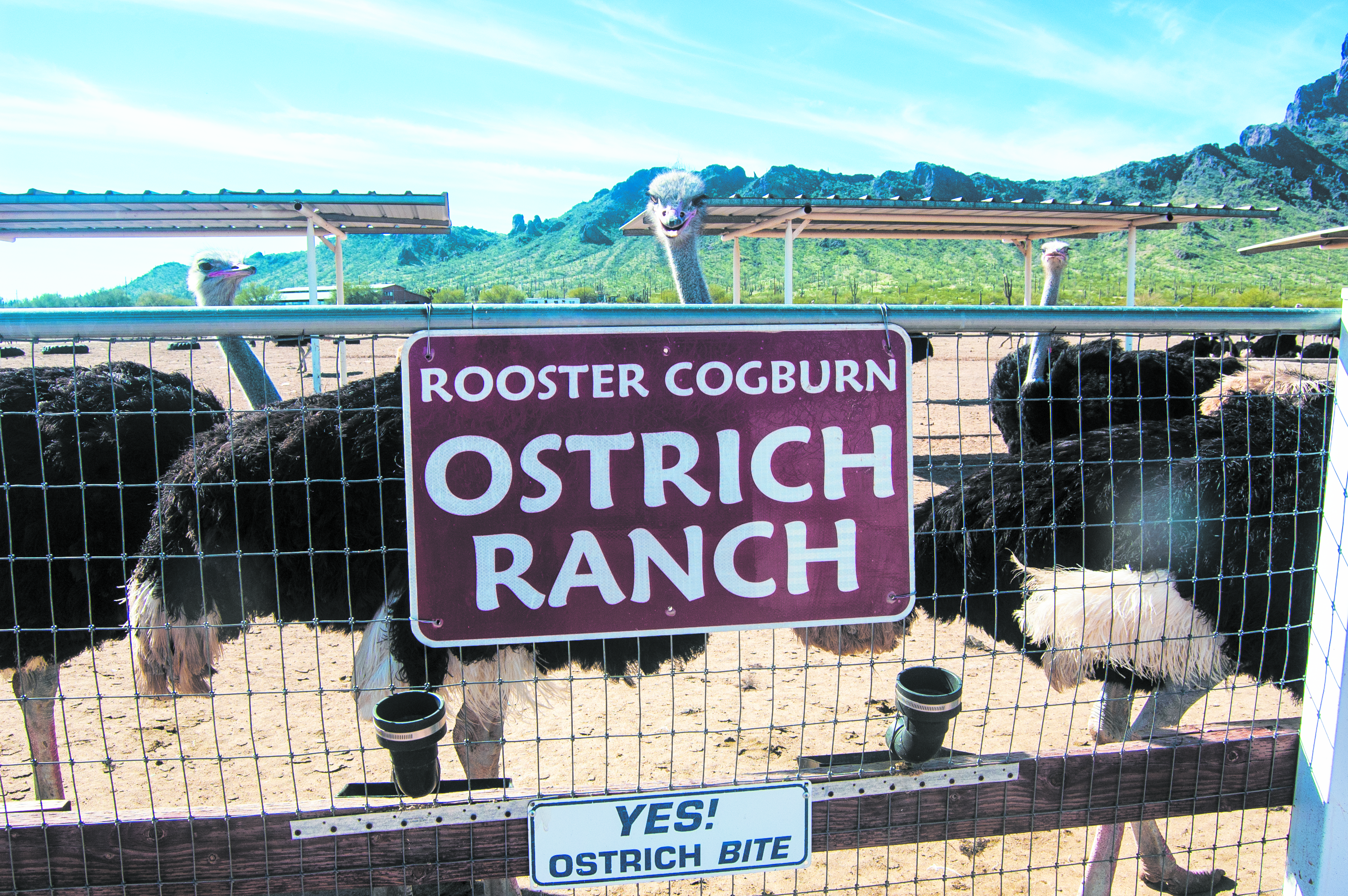 Peak show at Picacho: Ostrich by day, ‘Lion’ by night
