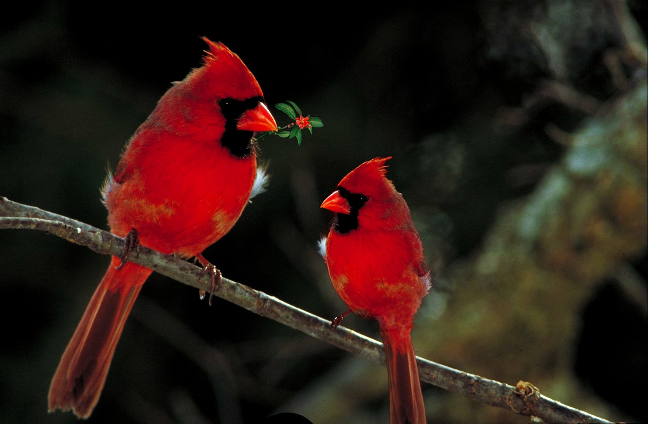 The Birds Are Back in Town: Arizona Cardinals Look to Get Back to Winning Ways