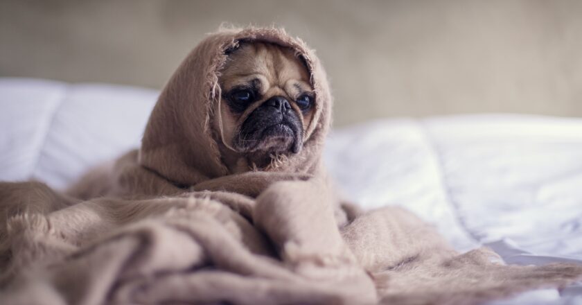 Do Not Share Edibles With Your Pets