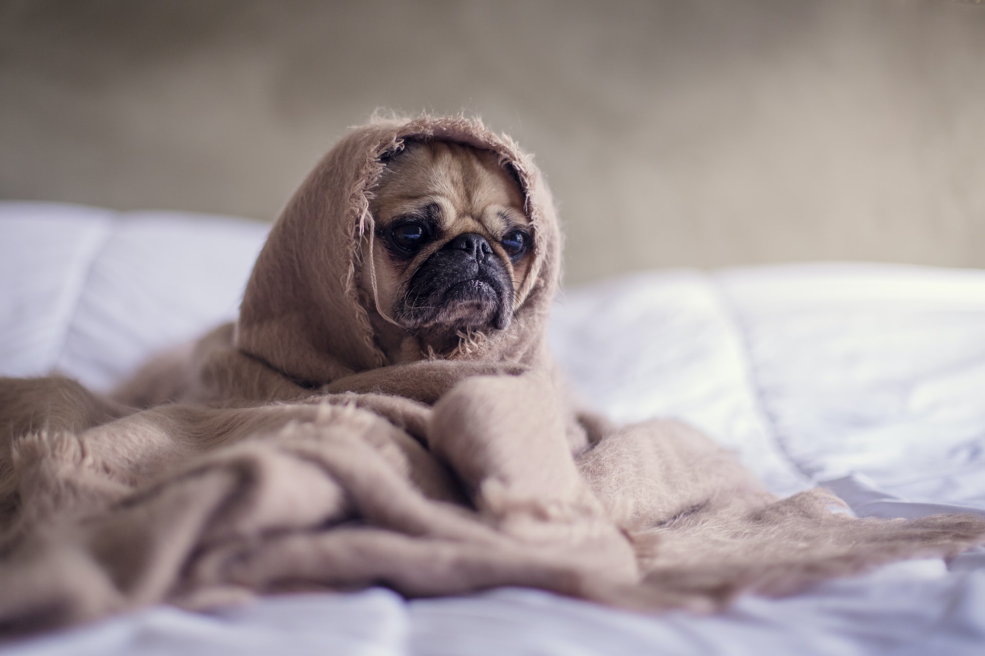 Do Not Share Edibles With Your Pets
