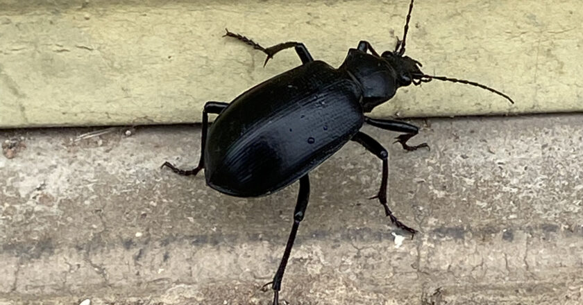 Beetles take over the grounds at Pima