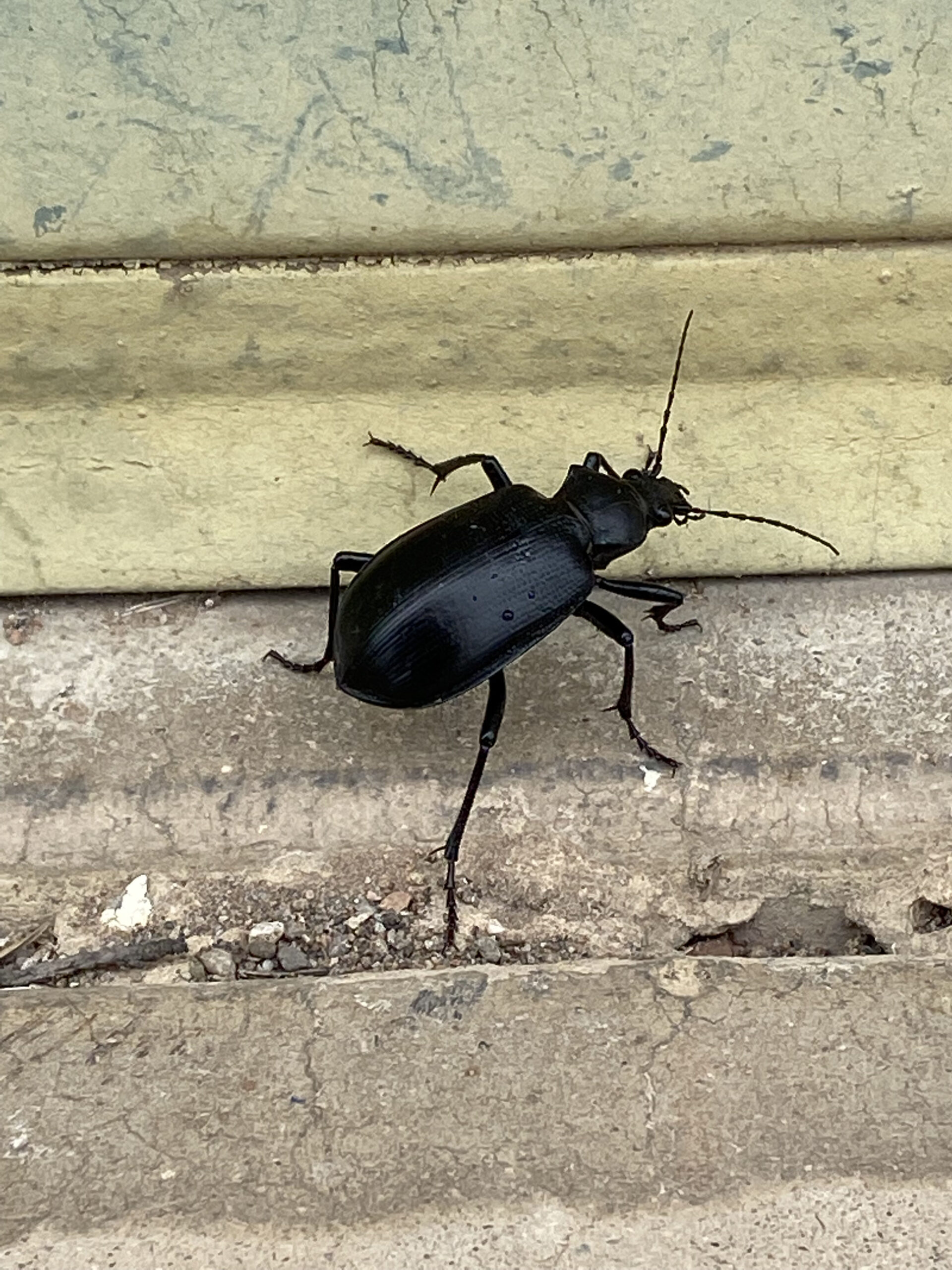 Beetles take over the grounds at Pima