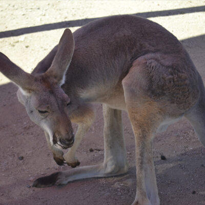 Funny-footed critters are waiting for you at Funny Foot Farm