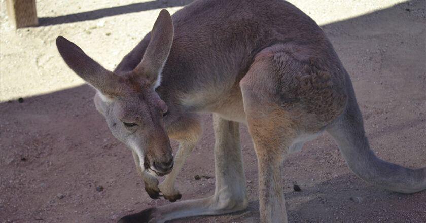 Funny-footed critters are waiting for you at Funny Foot Farm