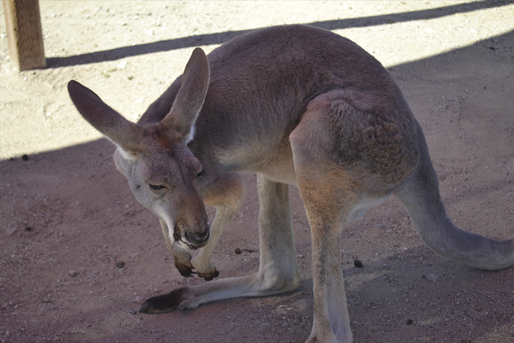 Funny-footed critters are waiting for you at Funny Foot Farm