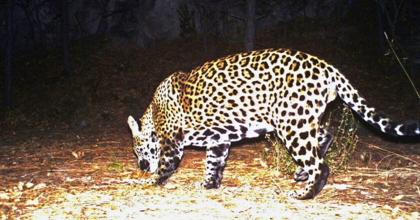 Center for Biological Diversity wants jaguars reintroduced to US Southwest