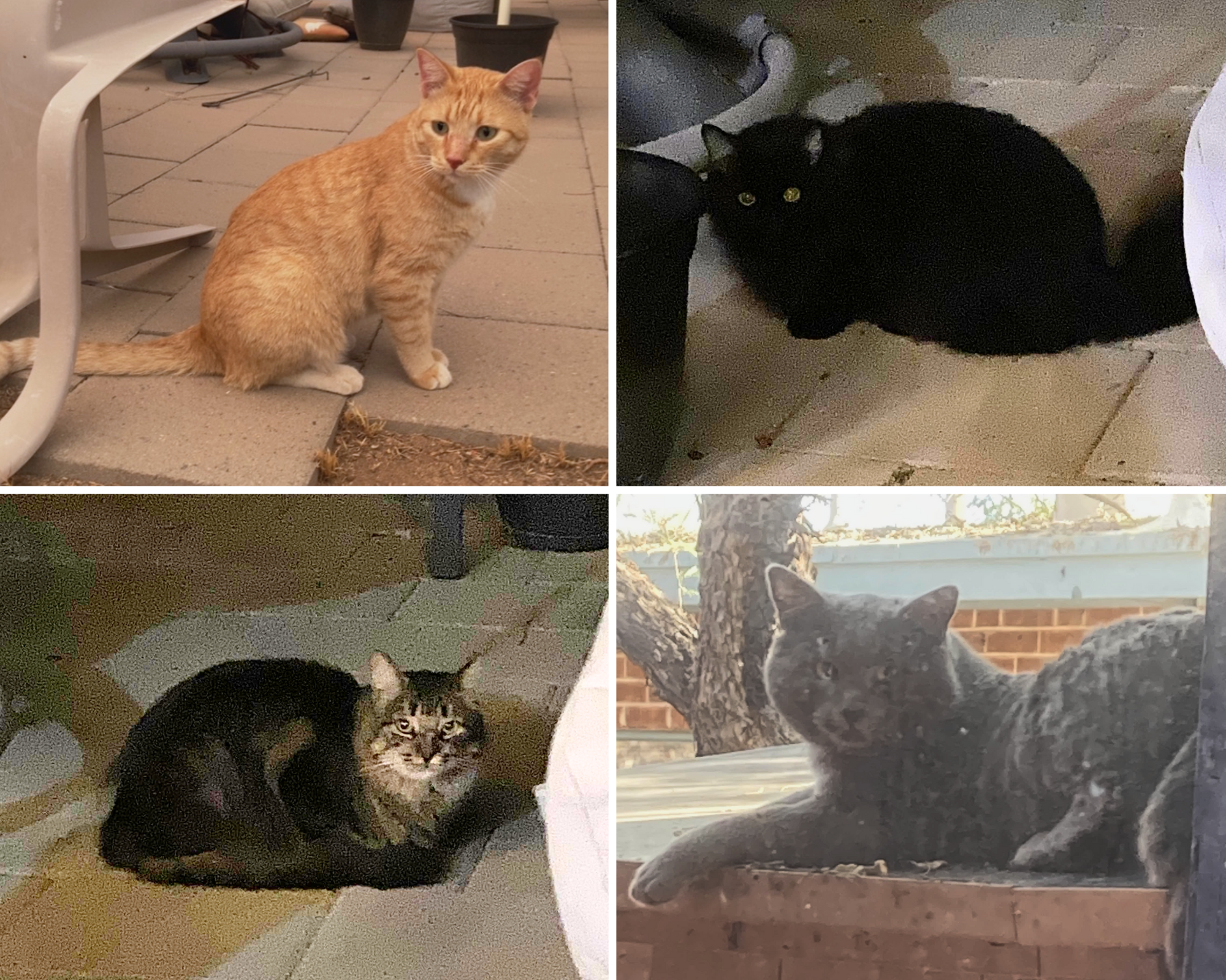 What to know about feral cats during the winter months